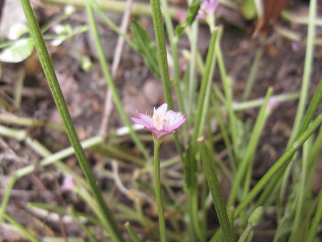 Epilobium sp
